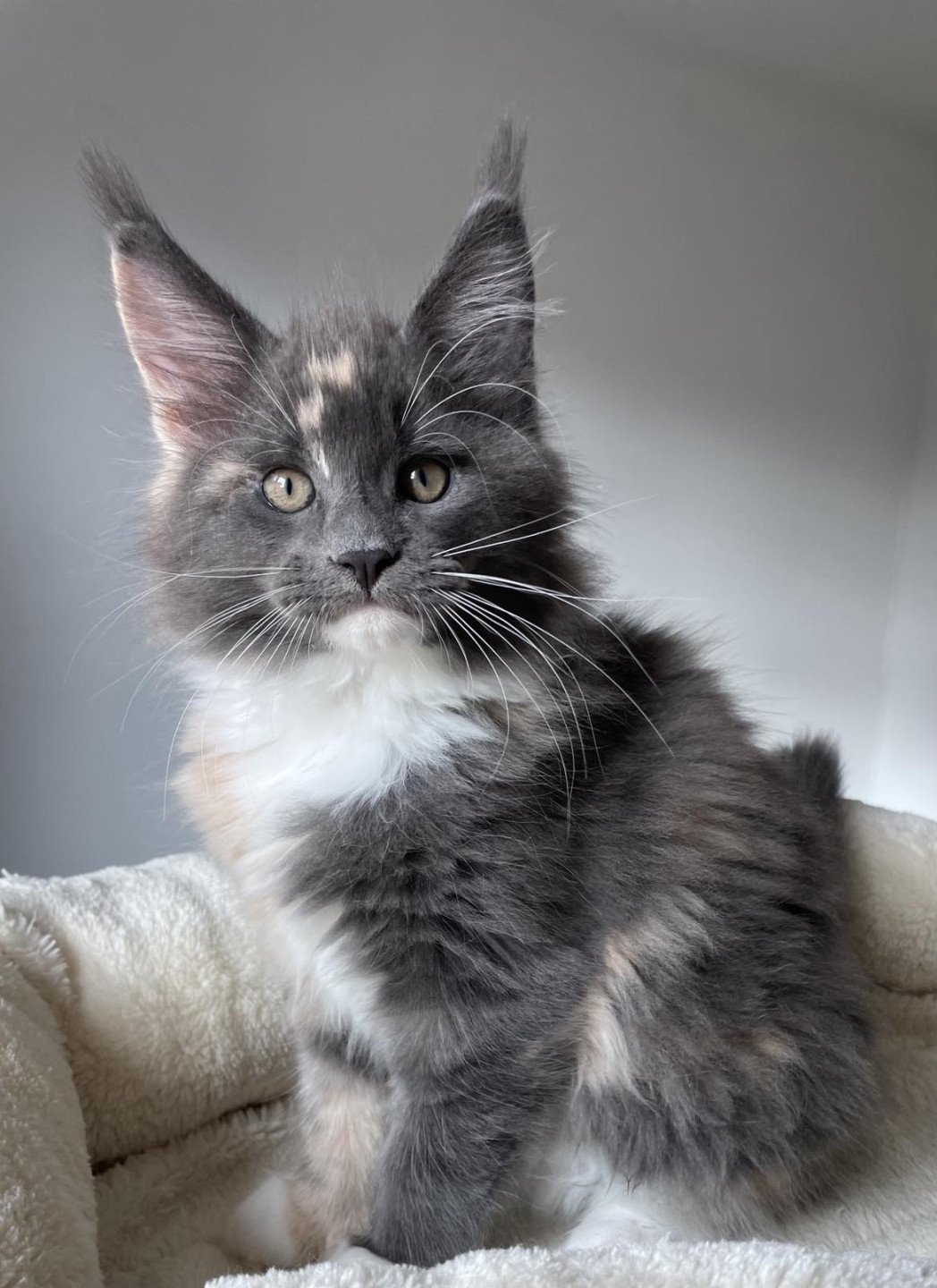 chaton Maine coon blue tortie & blanc Una Bachata Chatterie Signature
