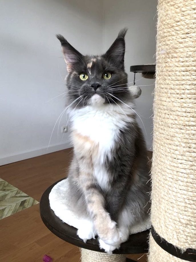 chaton Maine coon blue tortie & blanc Una Bachata Chatterie Signature
