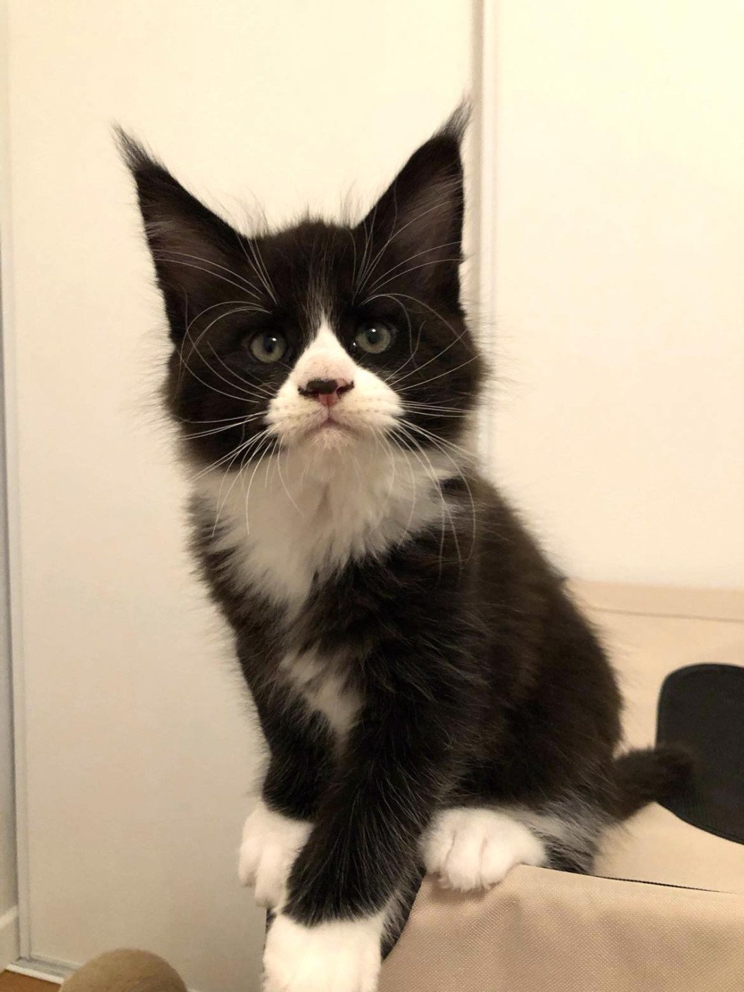 chaton Maine coon black & blanc Un Rock Chatterie Signature