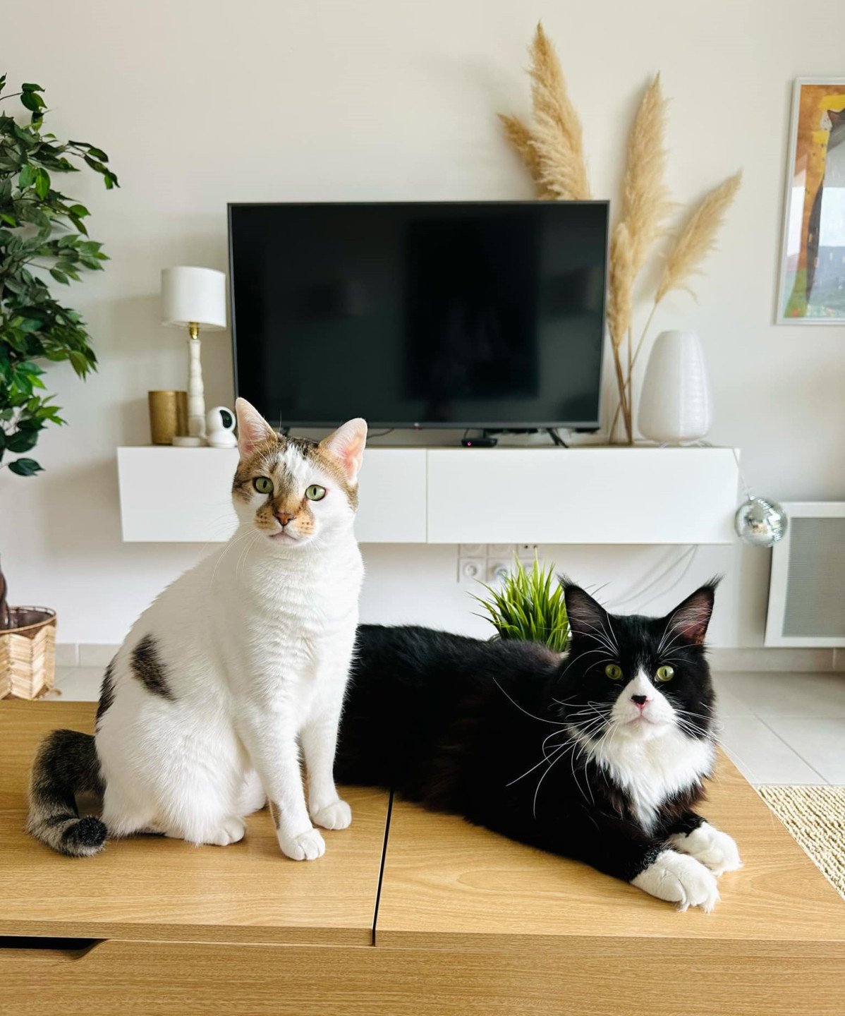 chaton Maine coon black & blanc Un Rock Chatterie Signature