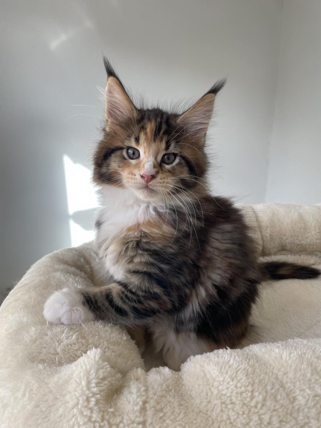 chaton Maine coon brown tortie blotched tabby & blanc Unity Chatterie Signature