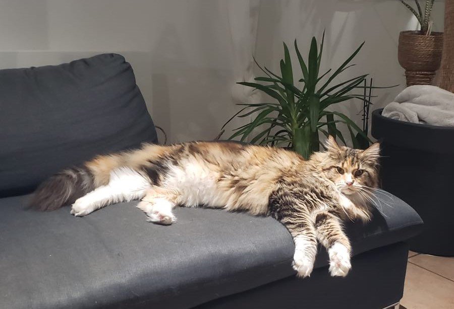 chaton Maine coon brown tortie blotched tabby & blanc Unity Chatterie Signature