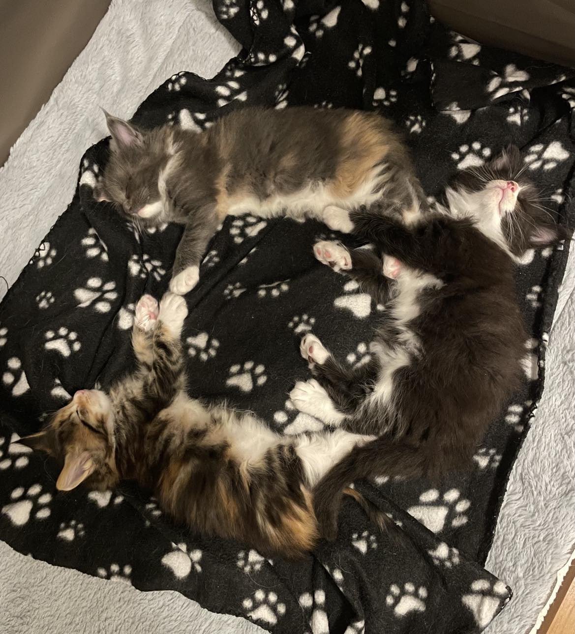 Chaton Maine coon Sky ❤ Lucky 2023 Chatterie Signature