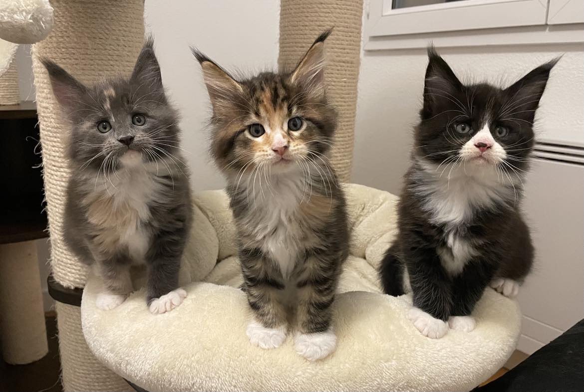 Chaton Maine coon Sky ❤ Lucky 2023 Chatterie Signature
