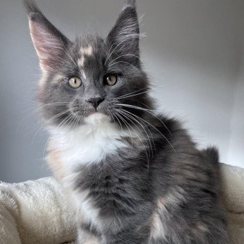 chaton Maine coon blue tortie & blanc Una Bachata Chatterie Signature chaton Maine coon blue tortie & blanc Una Bachata Chatterie Signature