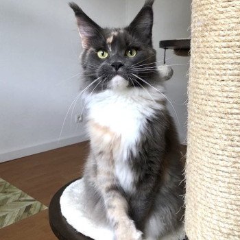 chaton Maine coon blue tortie & blanc Una Bachata Chatterie Signature chaton Maine coon blue tortie & blanc Una Bachata Chatterie Signature