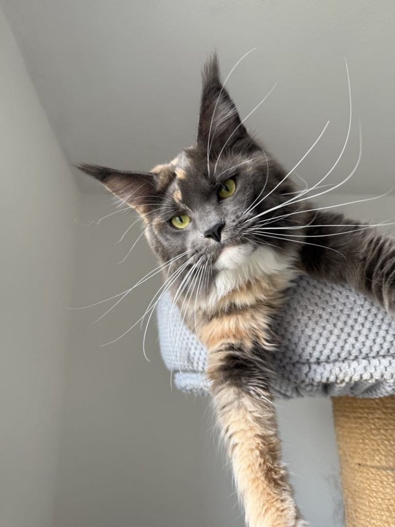 Signature Una Bachata Femelle Maine coon