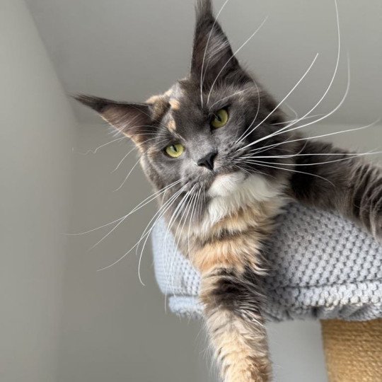 Signature Una Bachata Femelle Maine coon