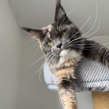 chaton Maine coon blue tortie & blanc Una Bachata Chatterie Signature chaton Maine coon blue tortie & blanc Una Bachata Chatterie Signature