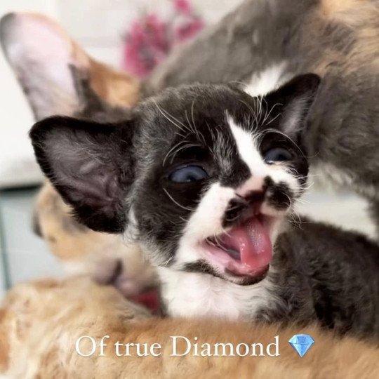 chat Devon Rex black & blanc Kaory Chatterie Signature