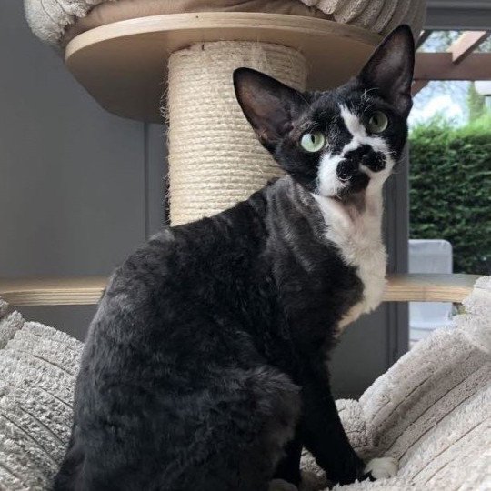 Kaory Of True Diamond Femelle Devon Rex