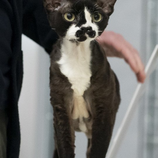 chat Devon Rex black & blanc Kaory Chatterie Signature