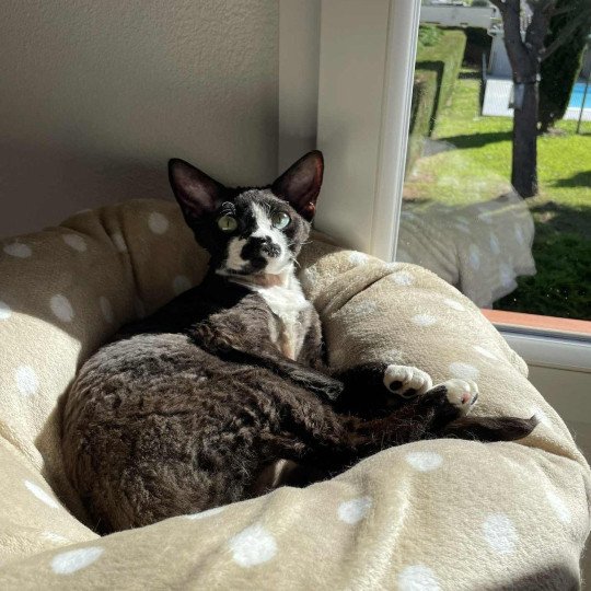 chat Devon Rex black & blanc Kaory Chatterie Signature