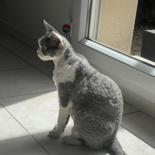 chat Devon Rex blue & blanc Queen Margaret Chatterie Signature