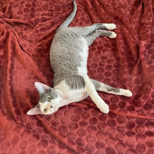 Rex Runner's Queen Margaret Femelle Devon Rex