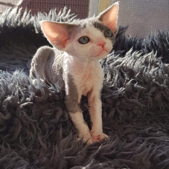 chat Devon Rex blue & blanc Queen Margaret Chatterie Signature