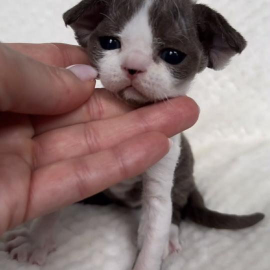 chat Devon Rex chocolate bicolor Z-Papitto Chatterie Signature