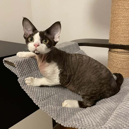 chat Devon Rex chocolate bicolor Z-Papitto Chatterie Signature