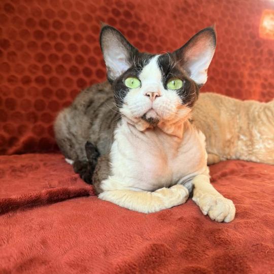 chat Devon Rex chocolate bicolor Z-Papitto Chatterie Signature