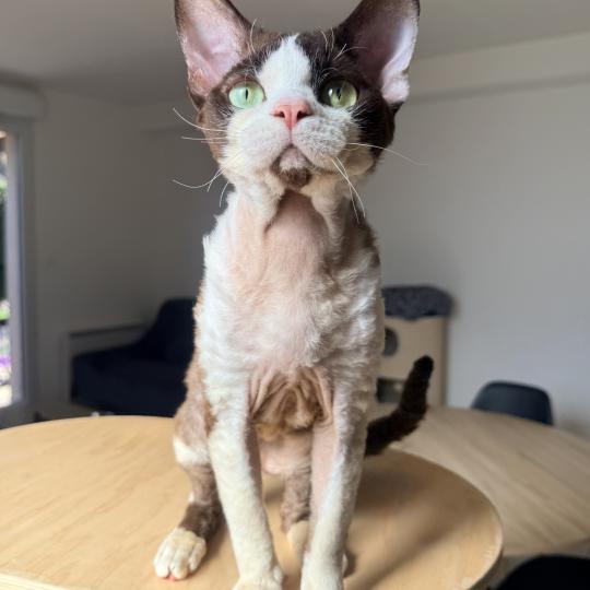 chat Devon Rex chocolate bicolor Z-Papitto Chatterie Signature