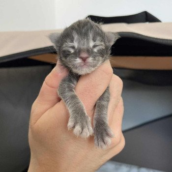 chaton Maine coon blue blotched tabby Aïko Chatterie Signature chaton Maine coon blue blotched tabby Aïko Chatterie Signature
