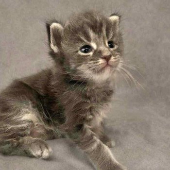 chaton Maine coon blue blotched tabby Aïko Chatterie Signature chaton Maine coon blue blotched tabby Aïko Chatterie Signature