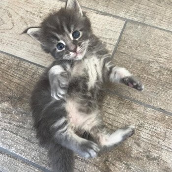chaton Maine coon blue blotched tabby Aïko Chatterie Signature chaton Maine coon blue blotched tabby Aïko Chatterie Signature