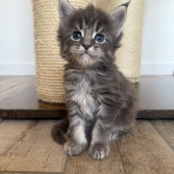 chaton Maine coon blue blotched tabby Aïko Chatterie Signature chaton Maine coon blue blotched tabby Aïko Chatterie Signature