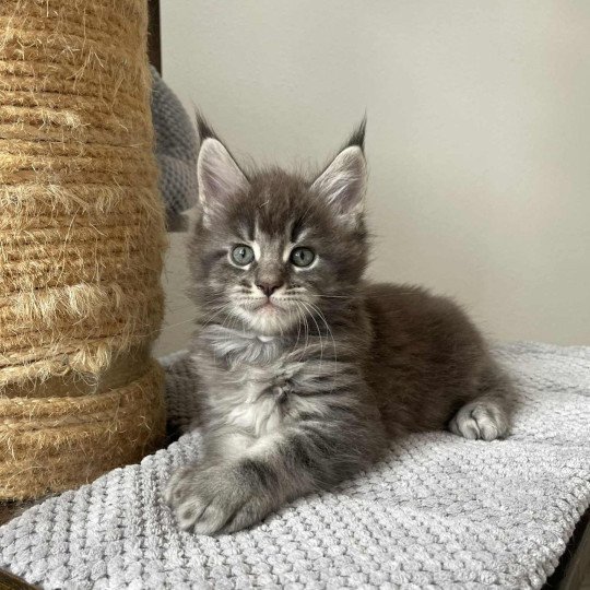 Signature Aïko Mâle Maine coon