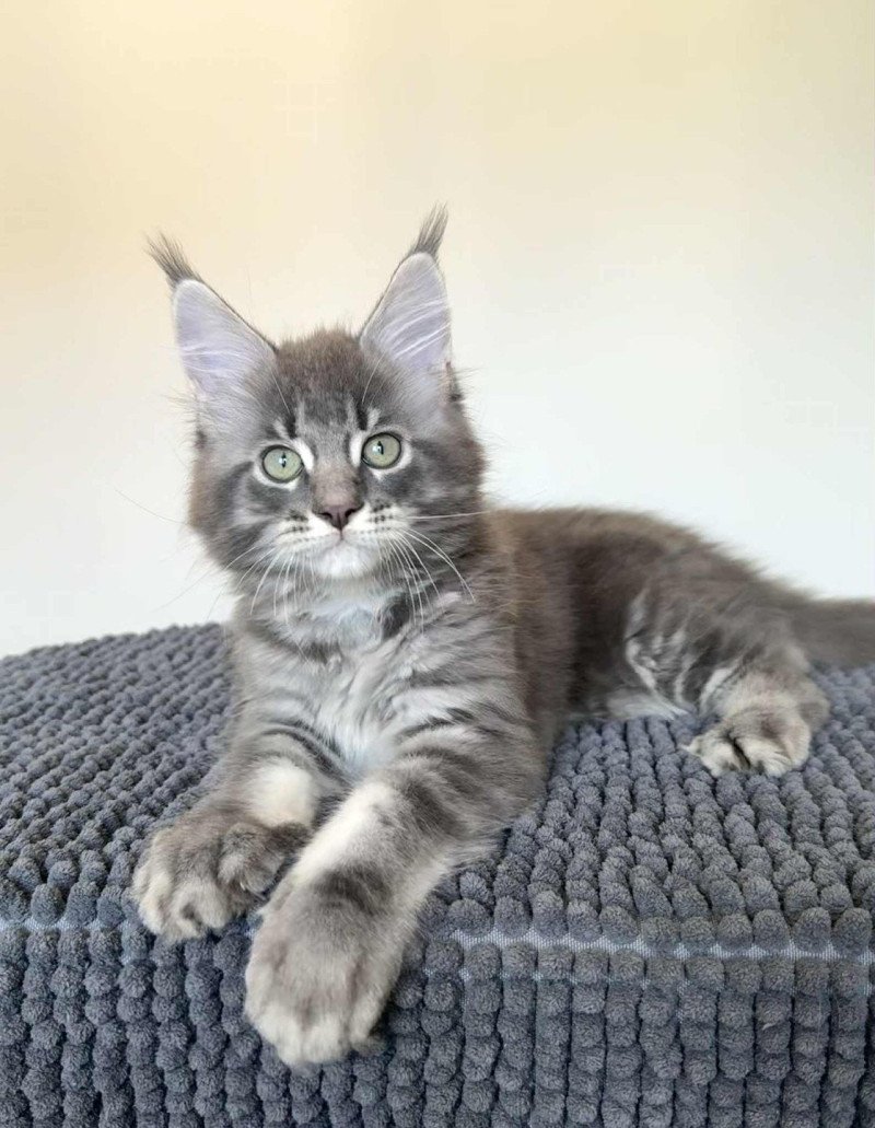 Signature Aïko Mâle Maine coon