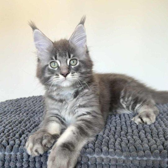 Signature Aïko Mâle Maine coon