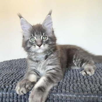 chaton Maine coon blue blotched tabby Aïko Chatterie Signature