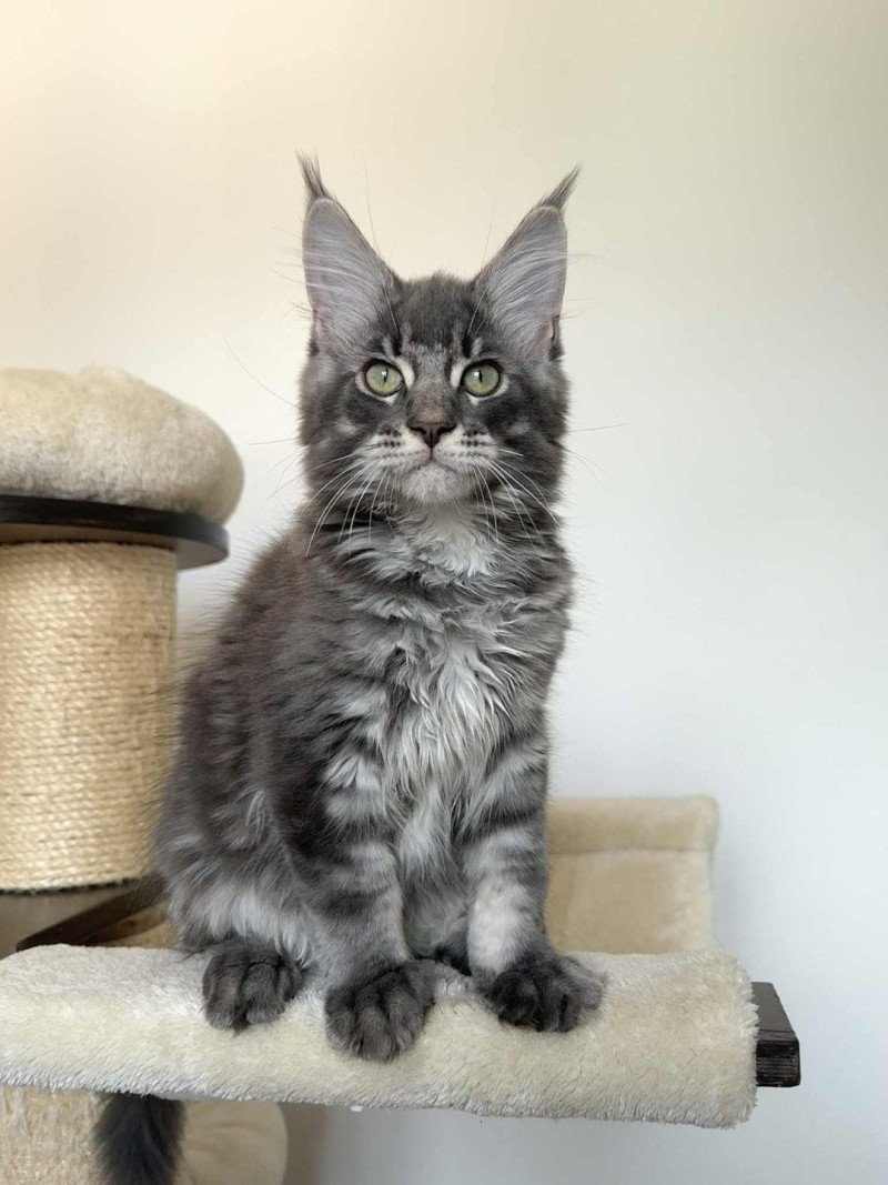 Signature Aïko Mâle Maine coon