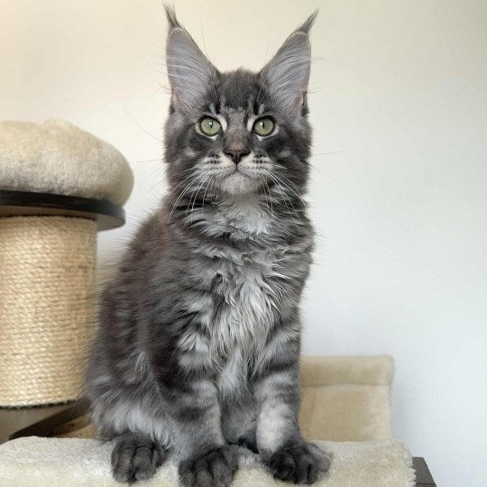 Signature Aïko Mâle Maine coon