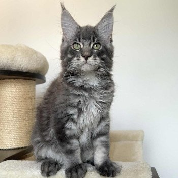 chaton Maine coon blue blotched tabby Aïko Chatterie Signature