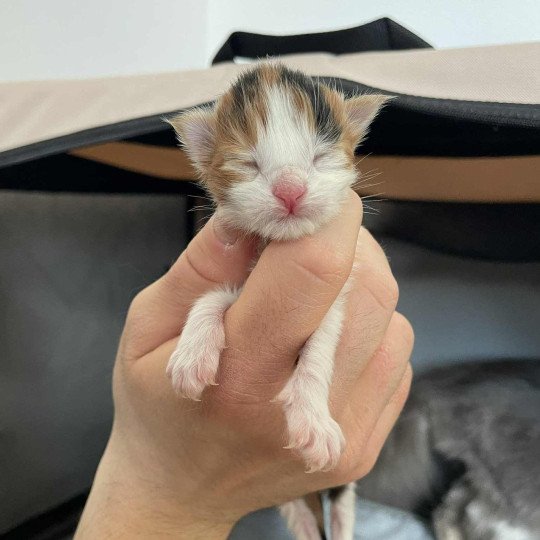 chaton Maine coon black tortie bicolor Aimi Chatterie Signature