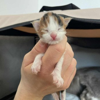 chaton Maine coon black tortie bicolor Aimi Chatterie Signature chaton Maine coon black tortie bicolor Aimi Chatterie Signature
