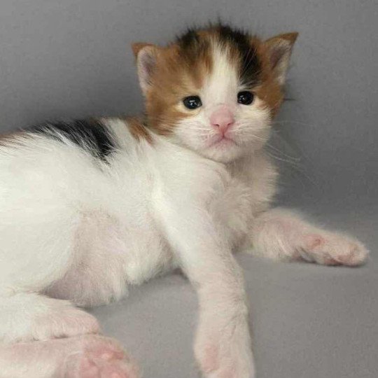 chaton Maine coon black tortie bicolor Aimi Chatterie Signature