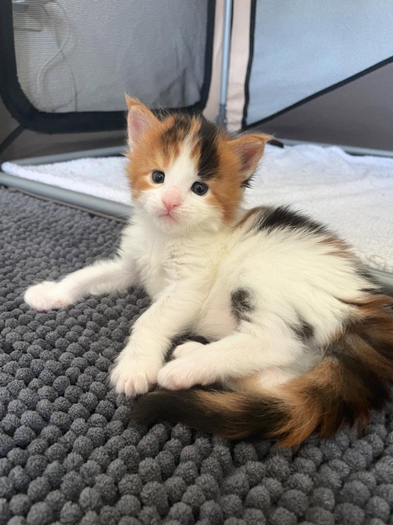 Signature Aimi Femelle Maine coon