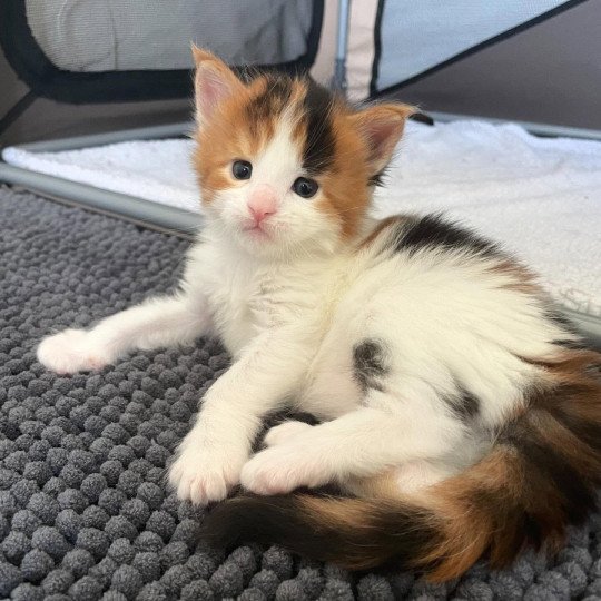chaton Maine coon black tortie bicolor Aimi Chatterie Signature