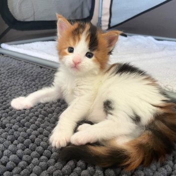 chaton Maine coon black tortie bicolor Aimi Chatterie Signature chaton Maine coon black tortie bicolor Aimi Chatterie Signature