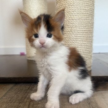 chaton Maine coon black tortie bicolor Aimi Chatterie Signature chaton Maine coon black tortie bicolor Aimi Chatterie Signature