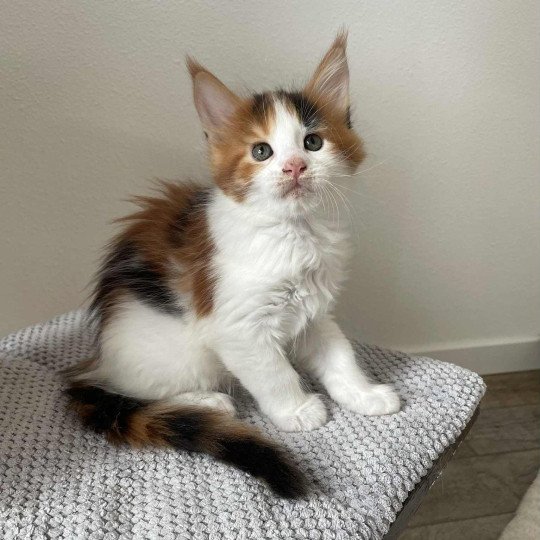 Signature Aimi Femelle Maine coon