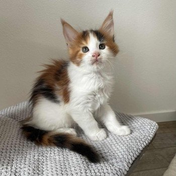chaton Maine coon black tortie bicolor Aimi Chatterie Signature