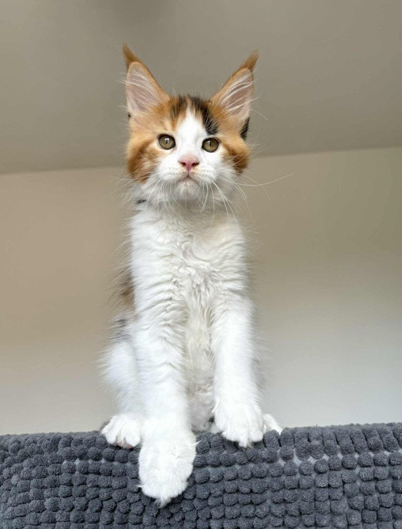 Signature Aimi Femelle Maine coon