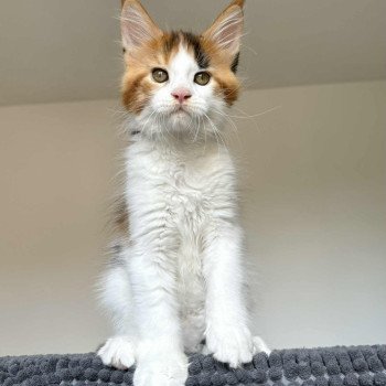 chaton Maine coon black tortie bicolor Aimi Chatterie Signature