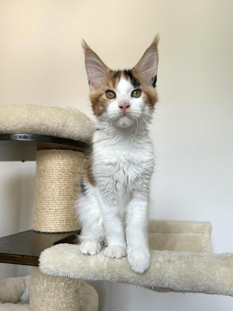 Signature Aimi Femelle Maine coon