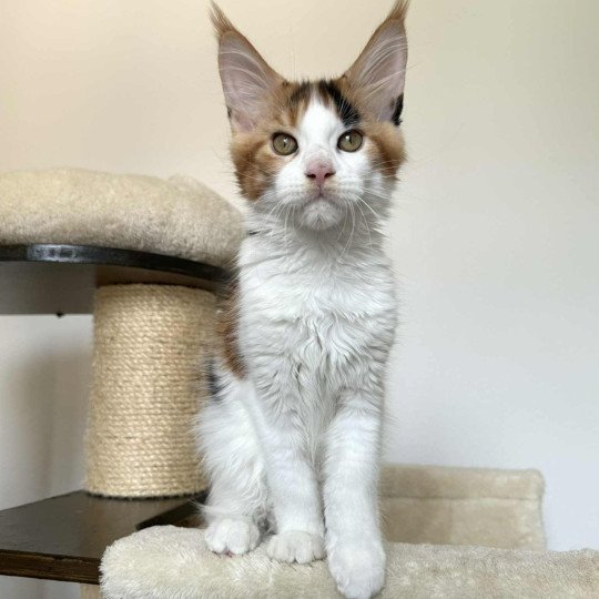 Signature Aimi Femelle Maine coon