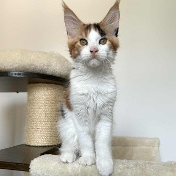 chaton Maine coon black tortie bicolor Aimi Chatterie Signature
