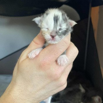 chaton Maine coon black tortie silver blotched tabby & blanc Akira Chatterie Signature chaton Maine coon black tortie silver blotched tabby & blanc Akira Chatterie Signature